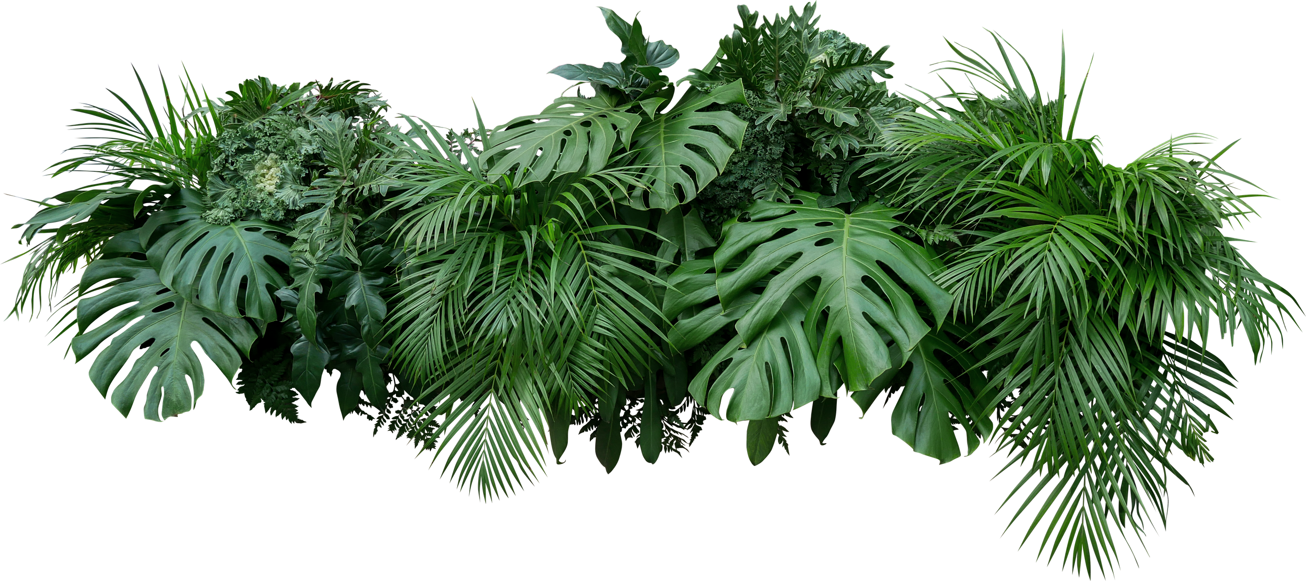 Tropical leaves foliage plants bush floral arrangement